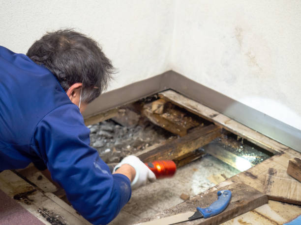 Best Black Mold Removal  in Rancho Mirage, CA