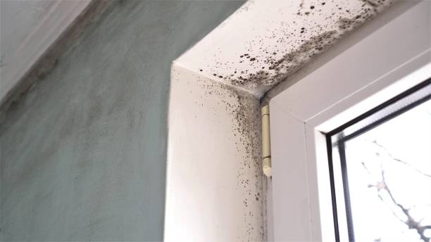 Office Mold Removal Services in Rancho Mirage, CA
