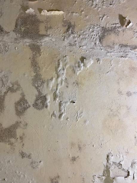Best Professional Mold Removal  in Rancho Mirage, CA
