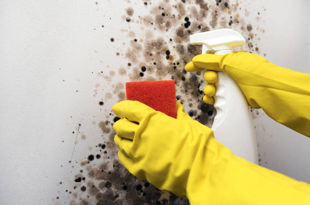 Best Toxic Mold Removal  in Rancho Mirage, CA