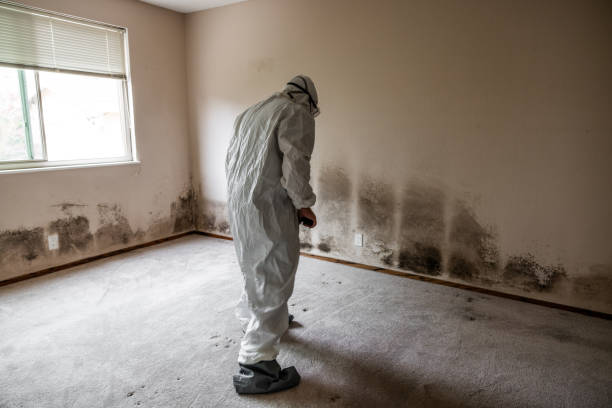 Best Toxic Mold Removal  in Rancho Mirage, CA