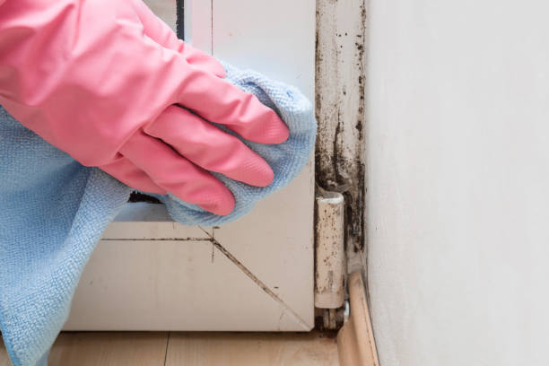 Trusted Rancho Mirage, CA Mold Removal Experts